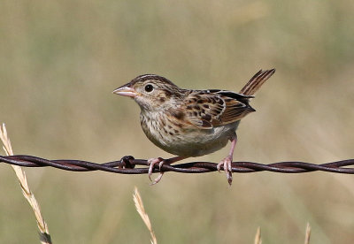 Grasshopper Sparrow 2019-08-13