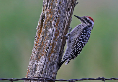 Ladder-backed Woodpecker 2019-08-12