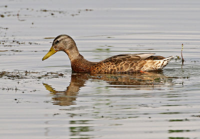 Mallard 2019-08-21