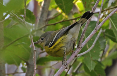 Magnolia Warbler 2019-09-28