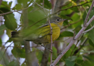 Magnolia Warbler 2019-09-28