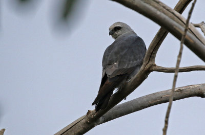 Mississippi Kite 2019-08-12