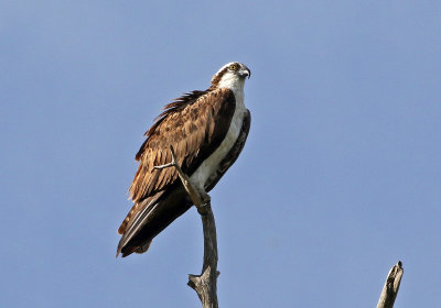Osprey 2019-09-23