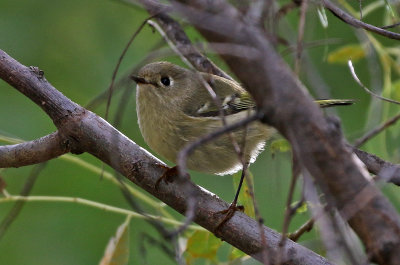 Ruby-crowned Kinglet 2019-09-23