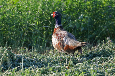 Ring-necked Pheasant 2019-08-13