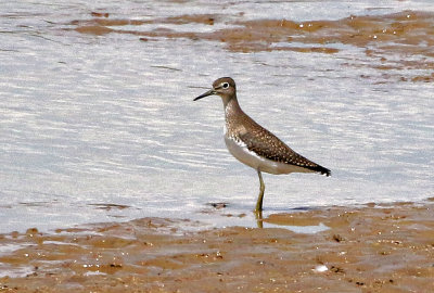 Solitary Sandpiper 2019-08-15