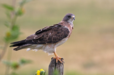 Swainson's Hawk 2019-08-11
