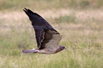 Swainson's Hawk 2019-08-11