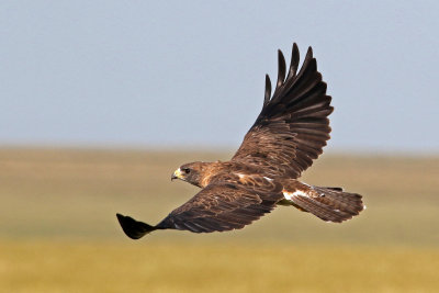 Swainson's Hawk 2019-08-13