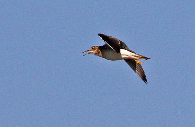 Upland Sandpiper 2019-08-13