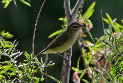 Warbling Vireo 2019-08-17