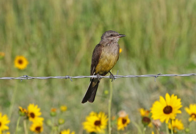 Western Kingbird 2019-08-13