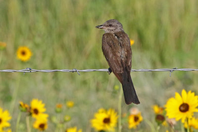 Western Kingbird 2019-08-13