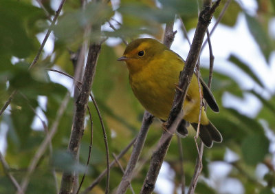 Wilson's Warbler 2019-09-28