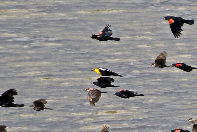 Yellow-headed Blackbird 2019-08-11