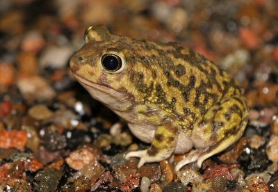 Couch's Spadefoot 2019-08-11