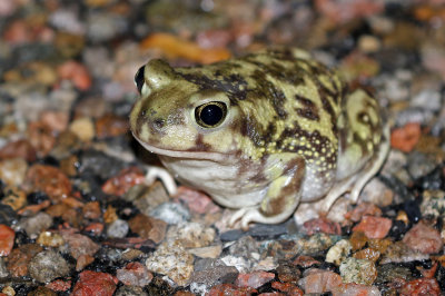 Couch's Spadefoot 2019-08-11