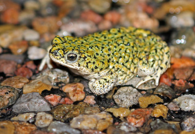 Eastern Green Toad 2019-08-11
