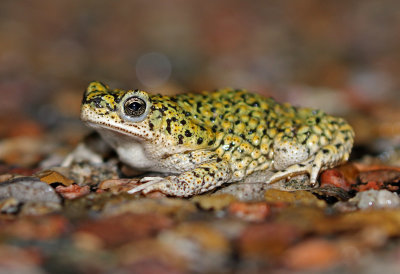 Eastern Green Toad 2019-08-11