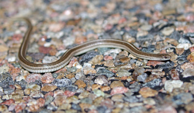 Lined Snake 2019-08-11