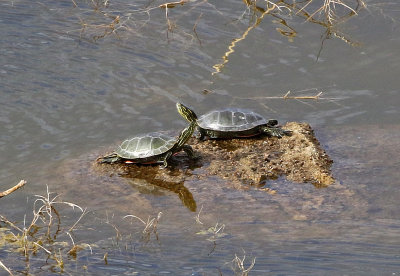 Painted Turtle 2019-08-11