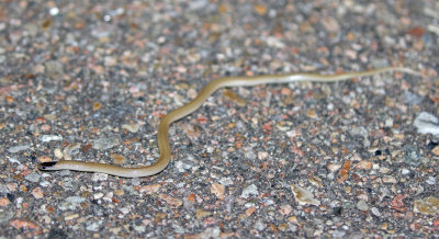 Plains Black-headed Snake 2019-08-12