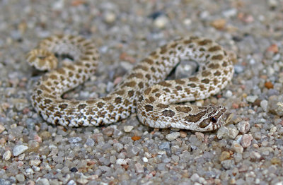 Plains Hog-nosed Snake 2019-08-11