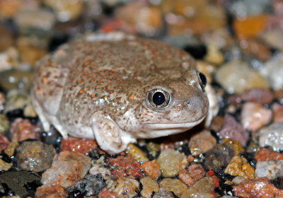 Plains Spadefoot 2019-08-11