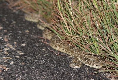 Prairie Rattlesnake 2019-08-11