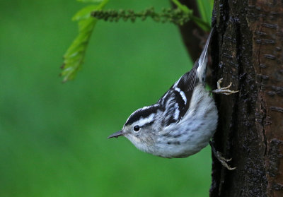Black-and-white Warbler 2019-05-07