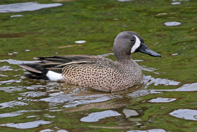 Blue-winged Teal 2019-05-09