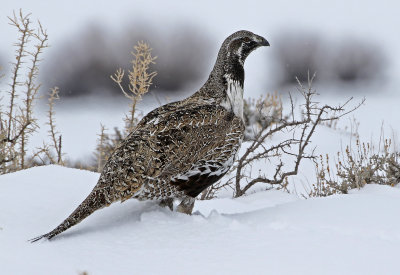 Greater Sage-Grouse 2019-03-10