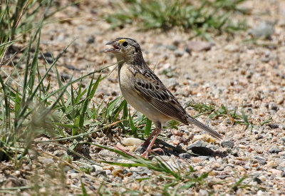 Grasshopper Sparrow 2019-06-05