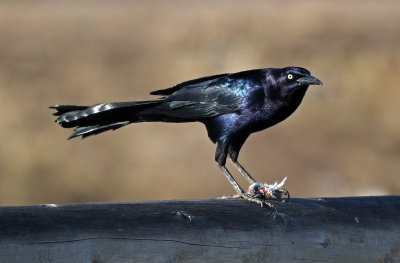 Great-tailed Grackle 2019-03-24