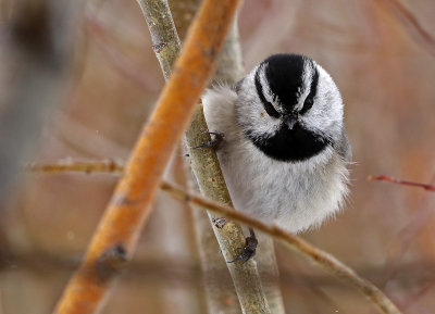 Mountain Chickadee 2019-03-10