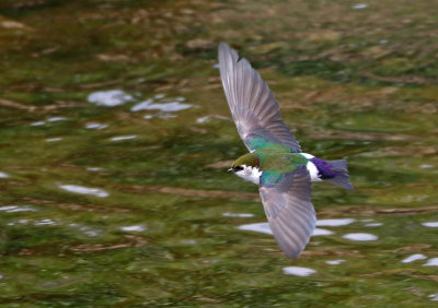 Violet-green Swallow 2019-05-09