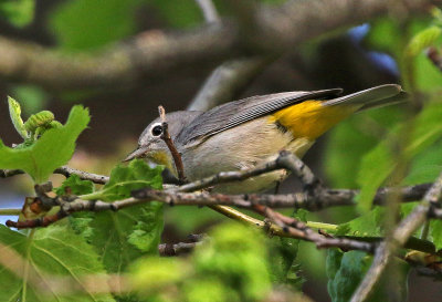 Virginias Warbler 2019-05-25