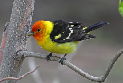 Western Tanager 2019-05-23