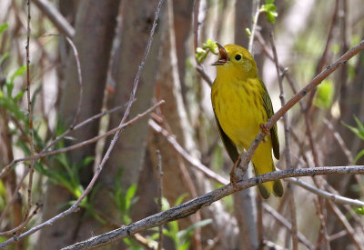 Yellow Warbler 2019-05-25