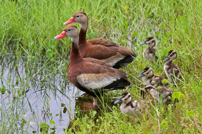 Black-bellied Whistling-Duck 2019-08-02