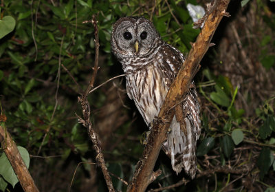 Barred Owl 2019-08-03