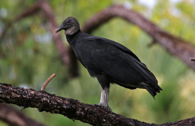 Black Vulture 2019-08-01