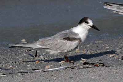 Common Tern 2019-08-01