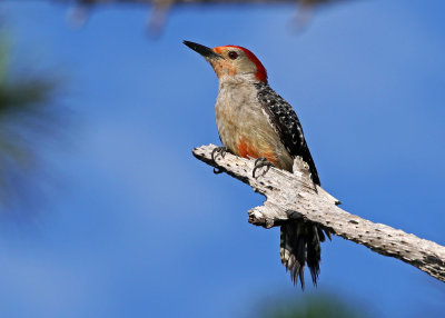 Red-bellied Woodpecker 2019-08-02