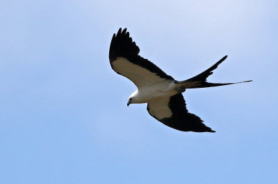 Swallow-tailed Kite 2019-08-01