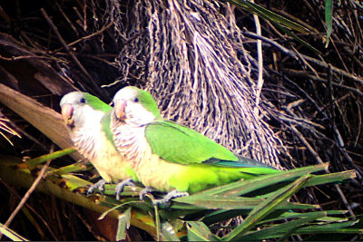 Monk Parakeet 2004-12-30