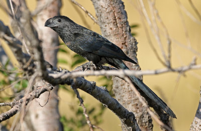 Groove-billed Ani 2019-09-10