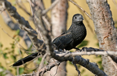 Groove-billed Ani 2019-09-10