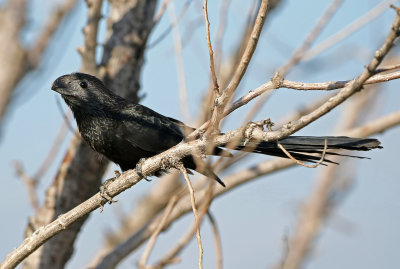 Groove-billed Ani 2019-09-10
