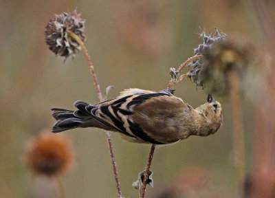 American Goldfinch 2019-10-17